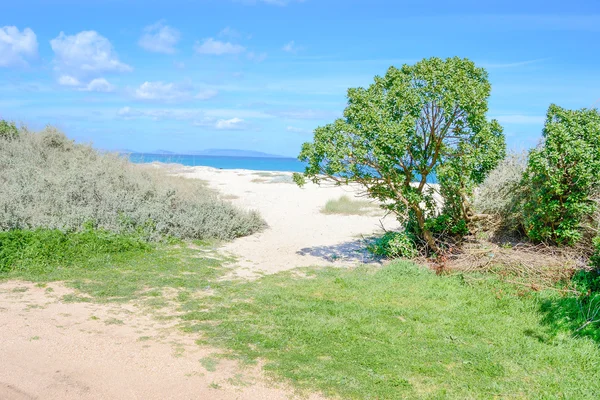 Planten van de kust in Fiume Santo — Stockfoto