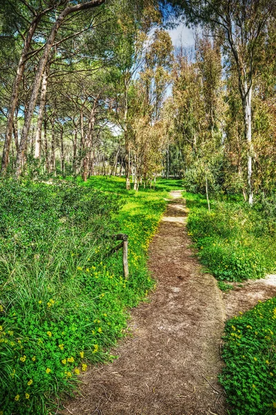 Caminho na floresta em Alghero — Fotografia de Stock