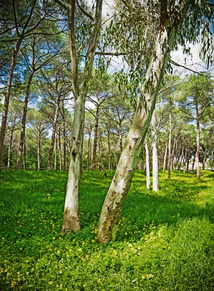 Eukalyptus na zelené louce — Stock fotografie