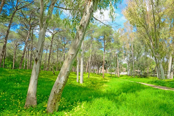 Eukalyptus a borovými stromy na zelené louce v alghero — Stock fotografie