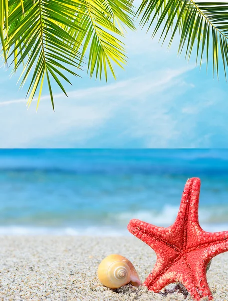 Starfish and shell under a palm branch — Stock Photo, Image