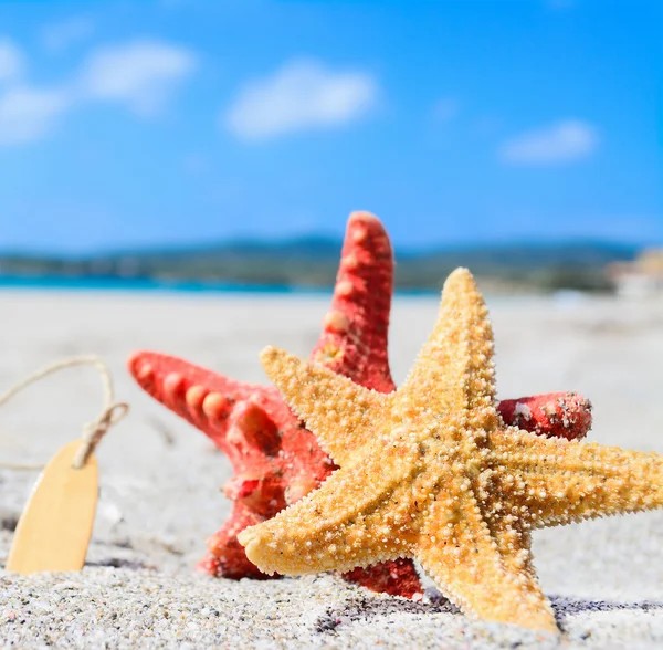 Étoile de mer au bord de la mer — Photo