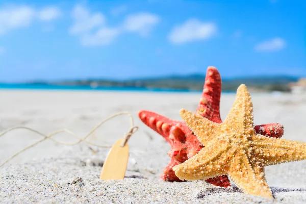 Seestern am Meer — Stockfoto