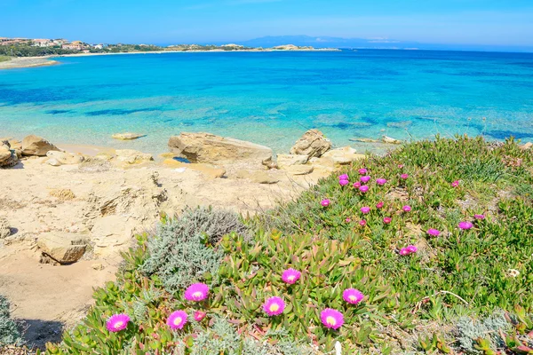 Capo Testa shoreline with flowers and plants — Stock Photo, Image