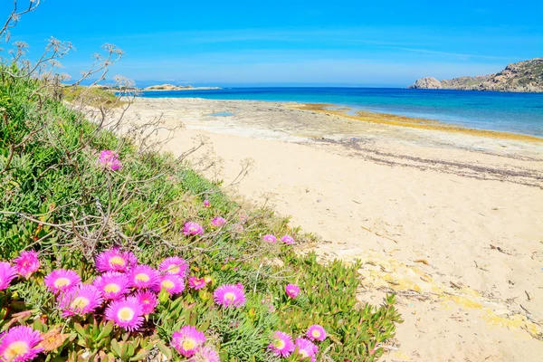 Capo testa 海岸線でピンク色の花 — ストック写真