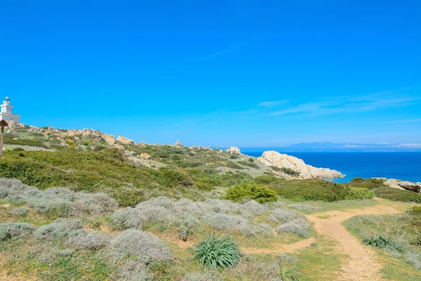 Plantas à beira-mar em Capo Testa — Fotografia de Stock