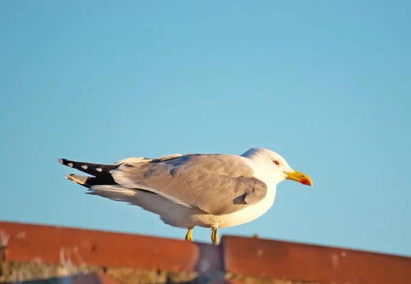 Gabbiano su un tetto arancione — Foto Stock