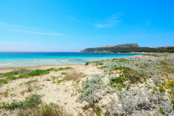 Φυτά και άμμο στην παραλία — Φωτογραφία Αρχείου