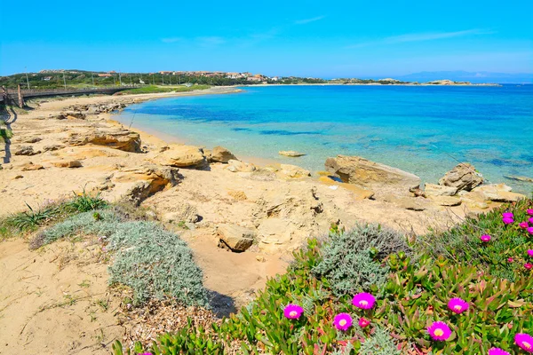 Pink flowers and turquoise water — Stock Photo, Image