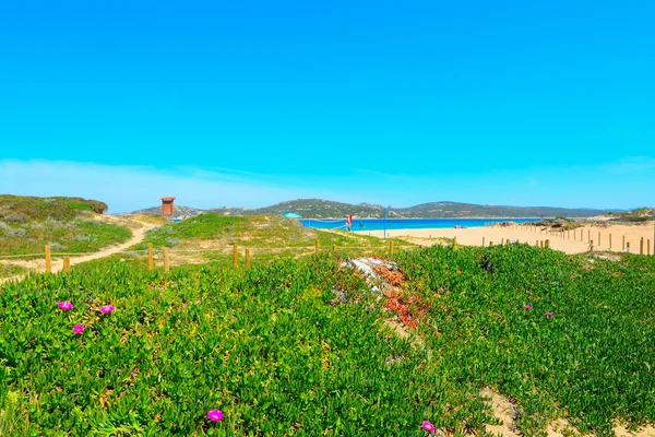 Porto Pollo in de lente — Stockfoto