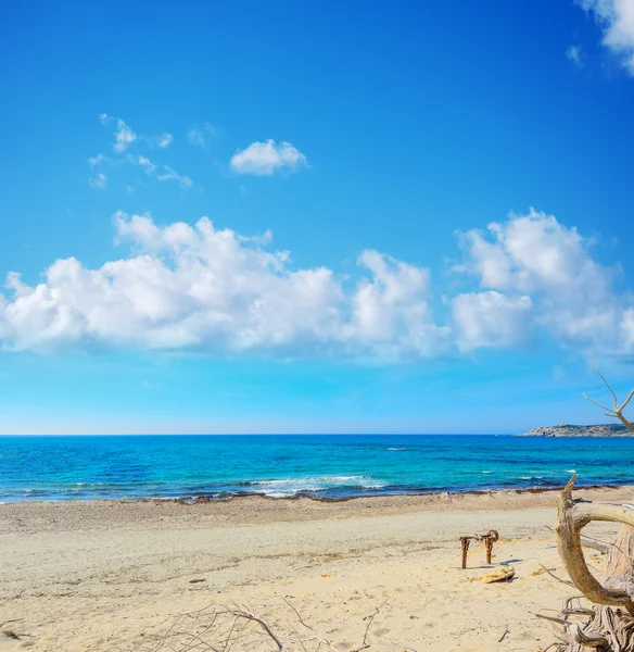 Ramo secco nella spiaggia di Rena Majore — Foto Stock