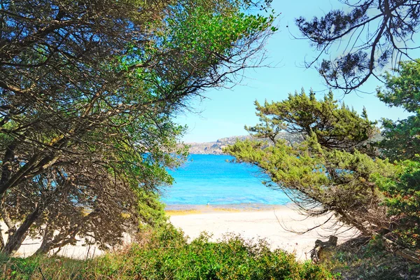 Pijnbomen door de kust in Capo Testa — Stockfoto