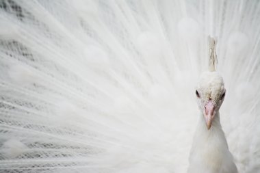 Beyaz Tavus kuşu önden görünüm