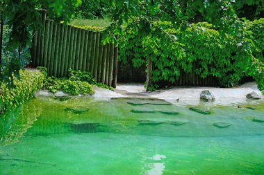 tropikal bahçe bitki ve su ile