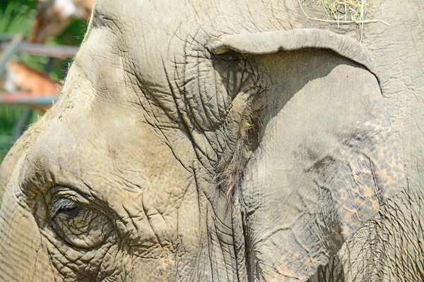 Asiatisk elefant huvud på nära håll — Stockfoto