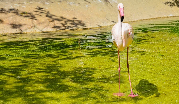 Roze flamingo in een vijver — Stockfoto