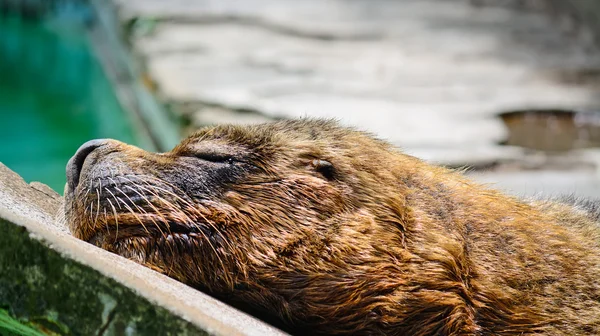 León marino durmiendo junto al agua —  Fotos de Stock