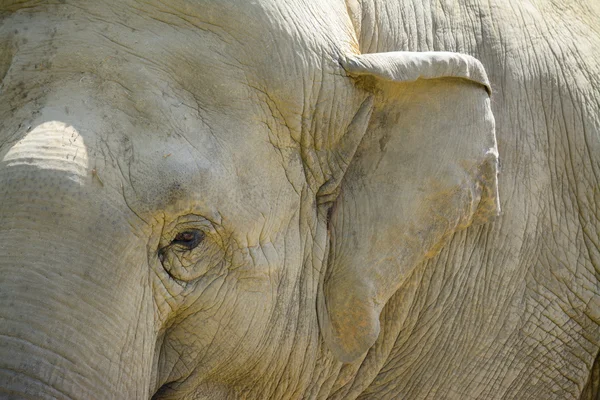 Elefant öga och öra på nära håll — Stockfoto