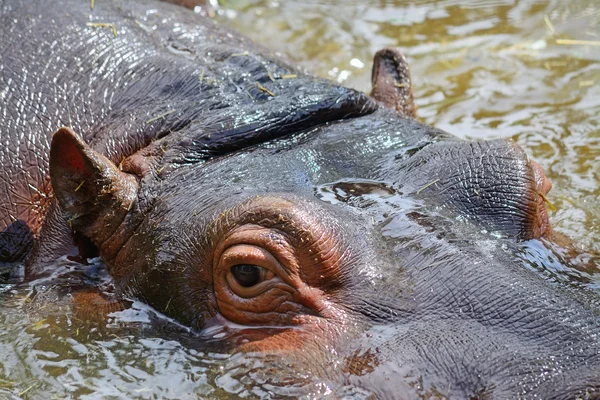 Hipopótamo joven en el agua —  Fotos de Stock