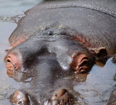 su aygırı kafasını suyun içinde