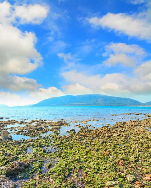 Algas marinhas e rochas à beira-mar na praia de Mugoni — Fotografia de Stock