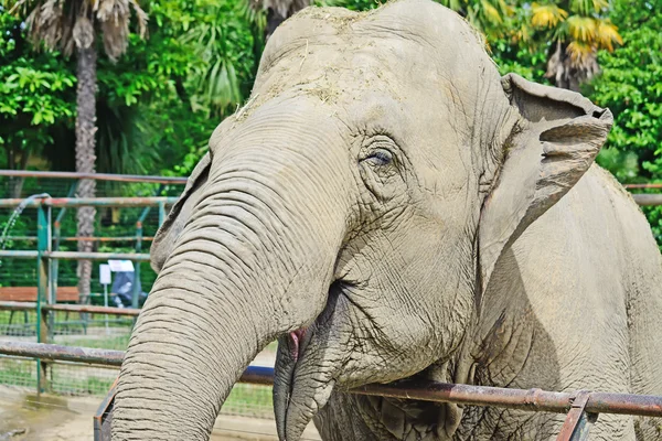 Ler elefant framifrån — Stockfoto