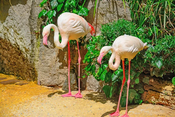 Flamingo's in een tropische vijver — Stockfoto