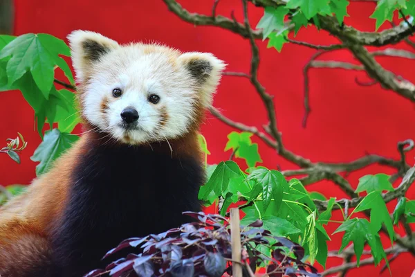 Panda rouge vue de face — Photo