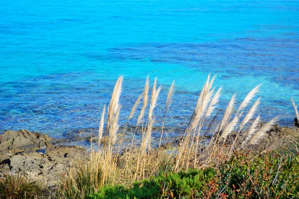 Torra växter av Stintino strandlinjen — Stockfoto