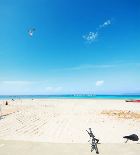 Gabbiani e bici a Alghero lido — Foto Stock