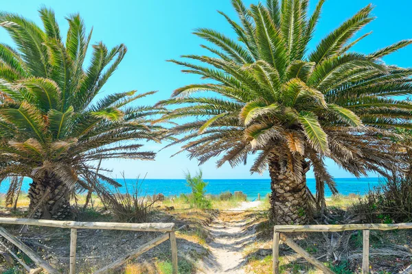 Palm trees by the shore in Alghero — Stock Photo, Image