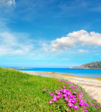 pembe çiçekler ve Capo Testa deniz yeşil çimen