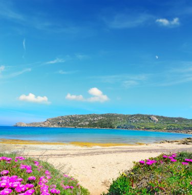 Capo Testa shore tarafından pembe çiçekler