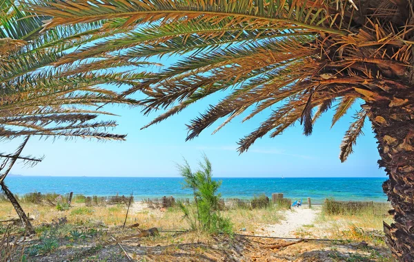 アルゲーロの海沿いのヤシの木 — ストック写真