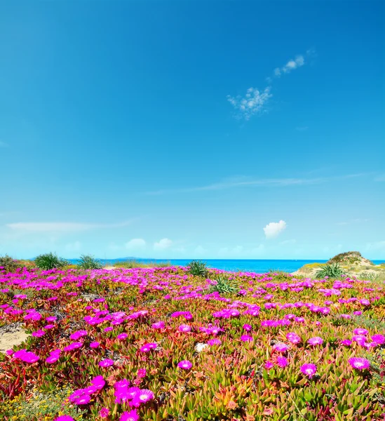 Flores cor-de-rosa pela costa em Platamona — Fotografia de Stock