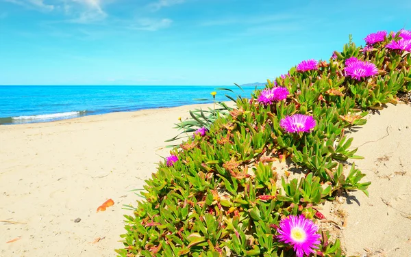 Flores cor-de-rosa junto ao mar — Fotografia de Stock