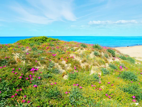 Spiaggia verde e rosa a Platamona — Foto Stock