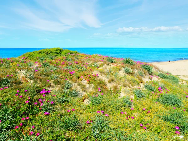 Groen en roze kust in Platamona — Stockfoto