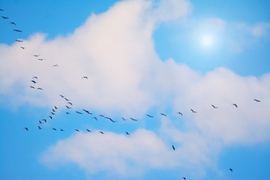 parlayan bir güneş altında uçan karabatak