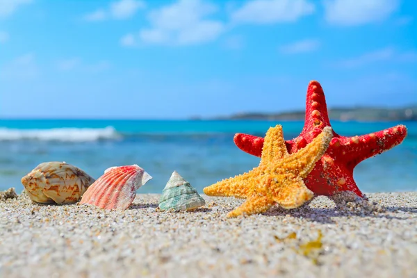 Deniz yıldızı ve deniz kabukları — Stok fotoğraf