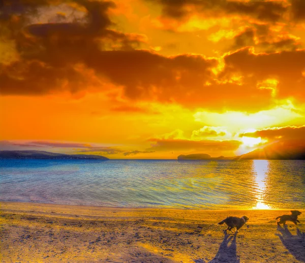 Dois cães pequenos correndo na praia ao pôr do sol — Fotografia de Stock