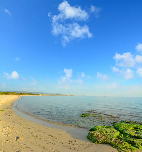 Sable doré et algues vertes — Photo