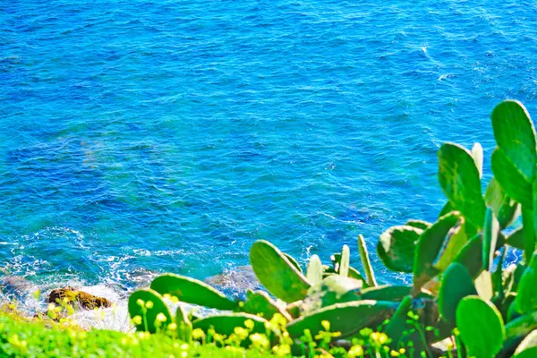 Cactus verde sobre el mar azul de Alghero —  Fotos de Stock