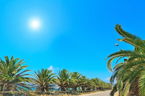 Palmeras junto a la orilla — Foto de Stock