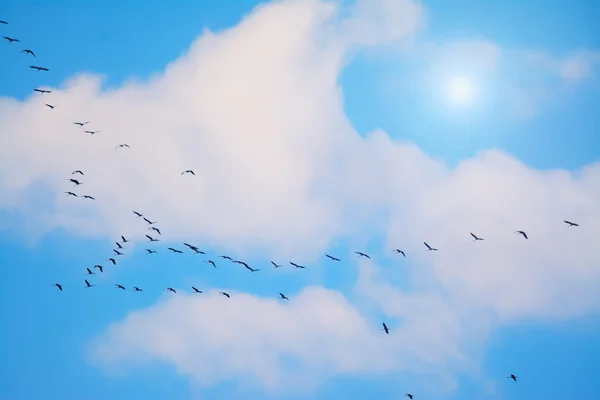 Kormorane fliegen unter einer strahlenden Sonne — Stockfoto
