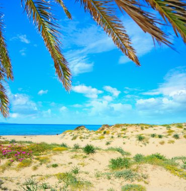 palmiye dalları üzerinde kum üzerinde pembe çiçekler