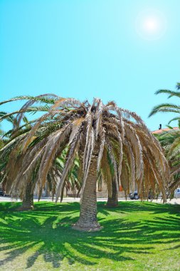 Kırmızı palmiye weevil tarafından enfekte hasta palm