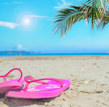 bir hurma dalı altında floplar flip