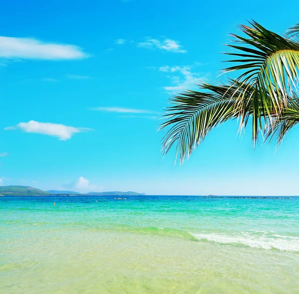 Пальмовая ветка над тропическим пляжем — стоковое фото