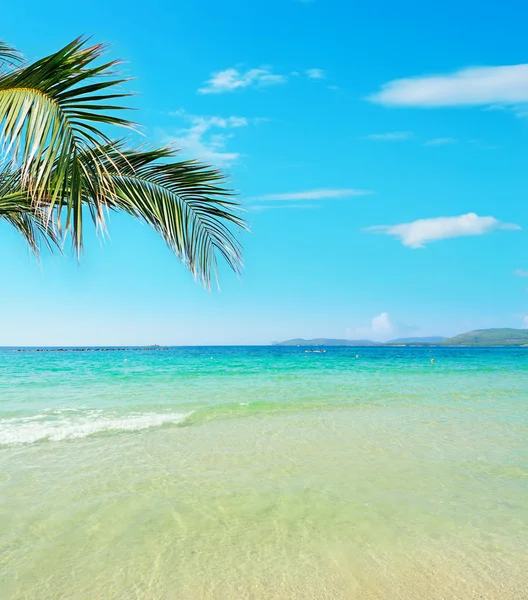 Palmtak over een tropisch strand — Stockfoto